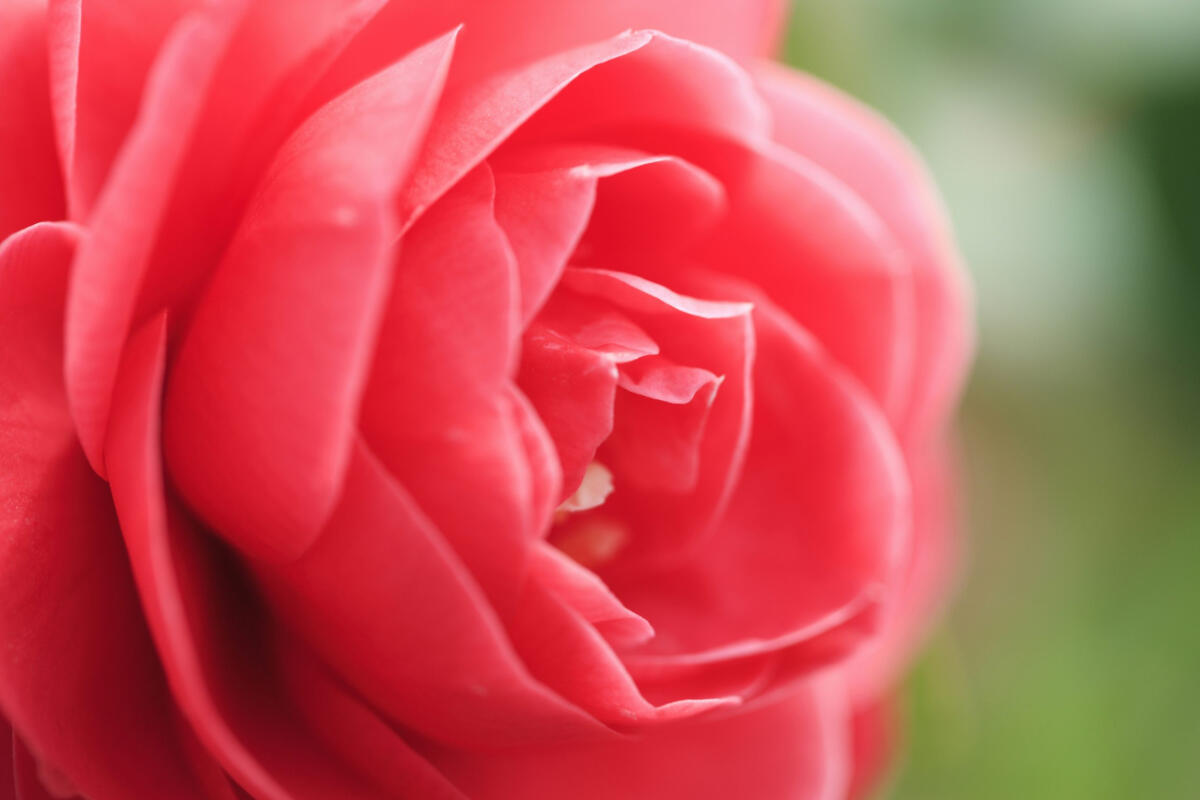 Lifestyle - La camelia, simbolo di bellezza e perfezione - 
