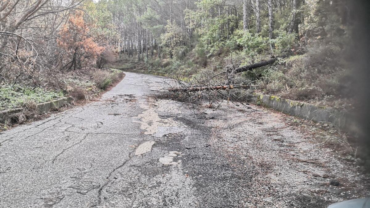 Castelsilano - Voltiamo Pagina: "Strada intercomunale Castelsilano-Savelli abbandonata da anni" - 