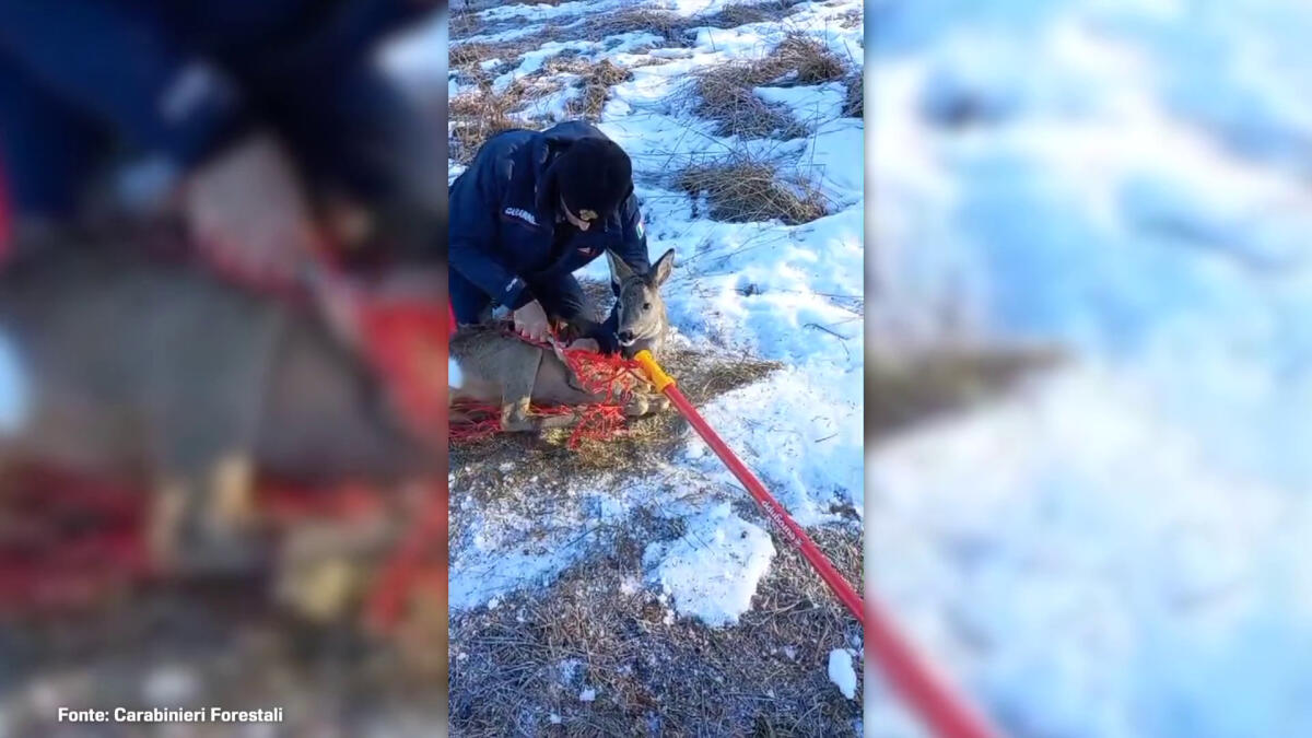 Un capriolo finisce nella rete di una pista da sci, le immagini - 