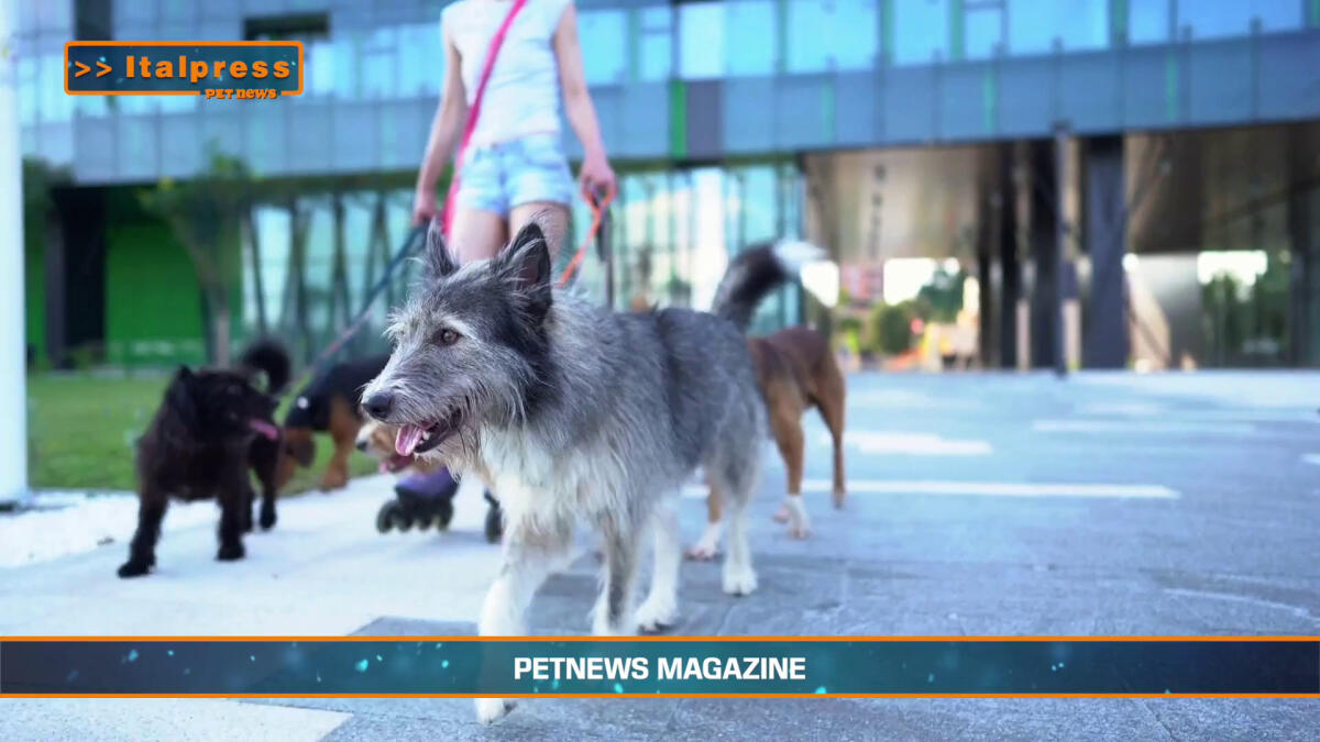 PetNews Magazine - 18/2/2025 -