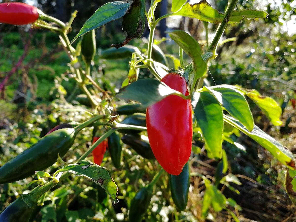Inizia l'iter per il riconoscimento dell’Indicazione Geografica Protetta (IGP) del Peperoncino di Calabria - 