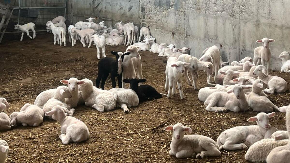 Paludi - Nella narrazione della Calabria autentica non può mancare il Pecorino Crotonese Dop - 