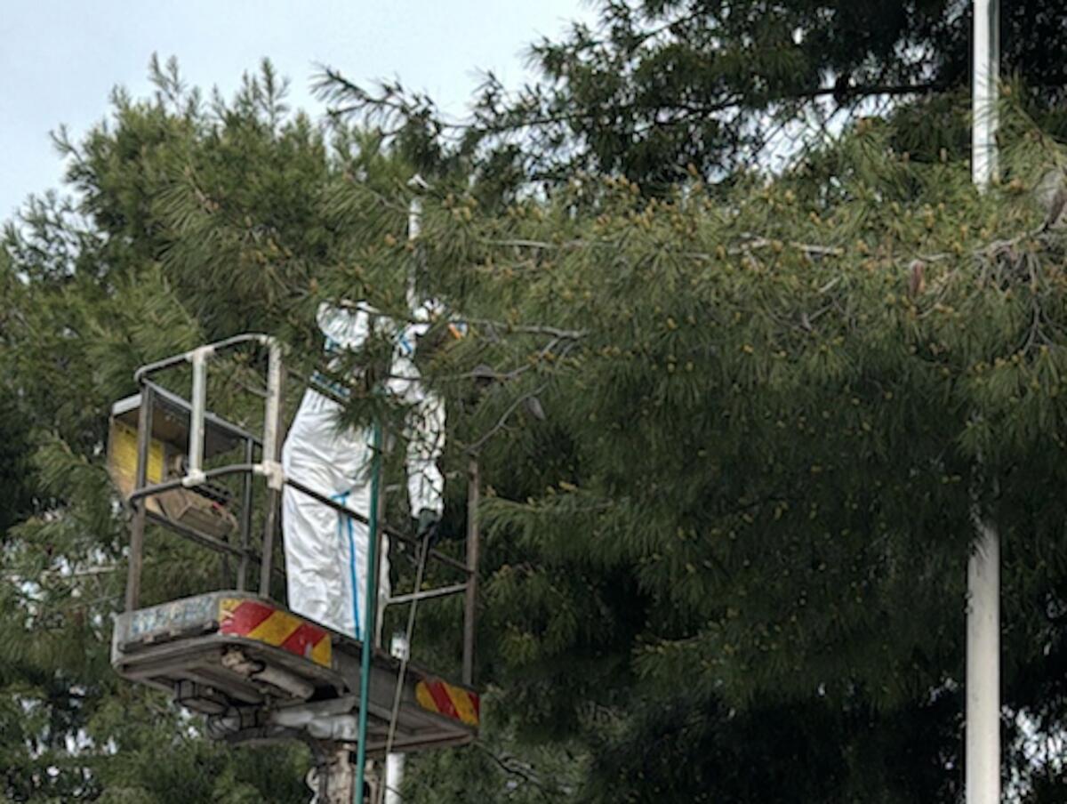 Crotone - Partiti gli interventi contro la processionaria del pino, le informazioni per i cittadini - 