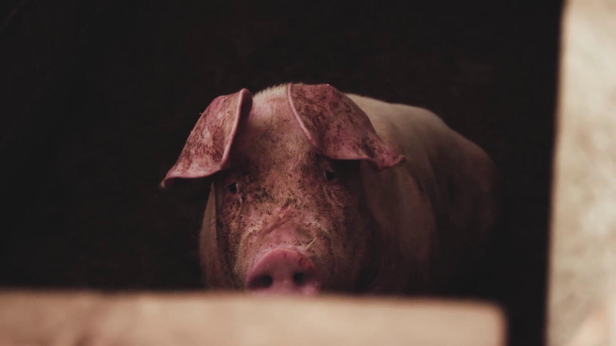 Legambiente, strada in salita per la tutela degli animali in Italia - 