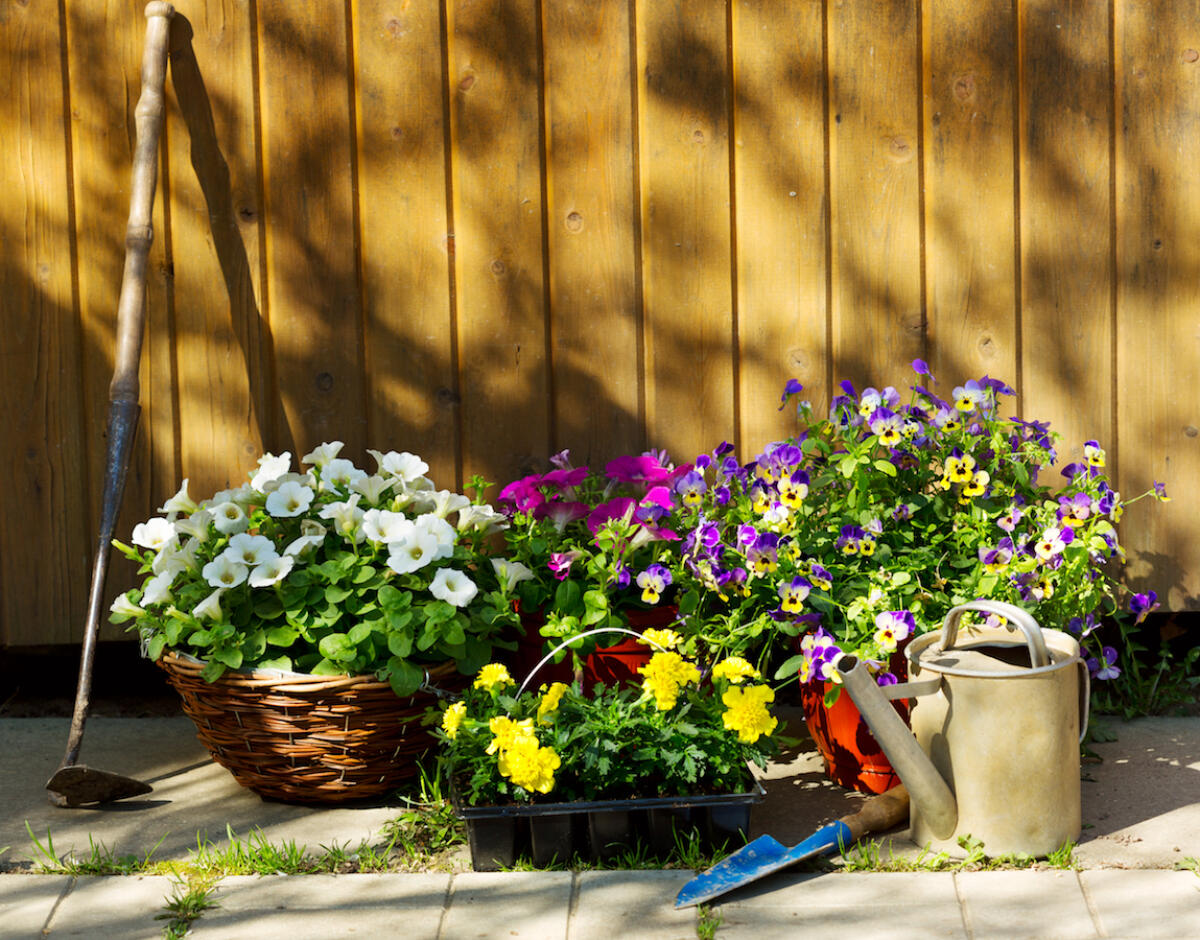 Lifestyle - La viola del pensiero, il fiore per "assicurarsi" l'amore - Summer flowers with garden tools