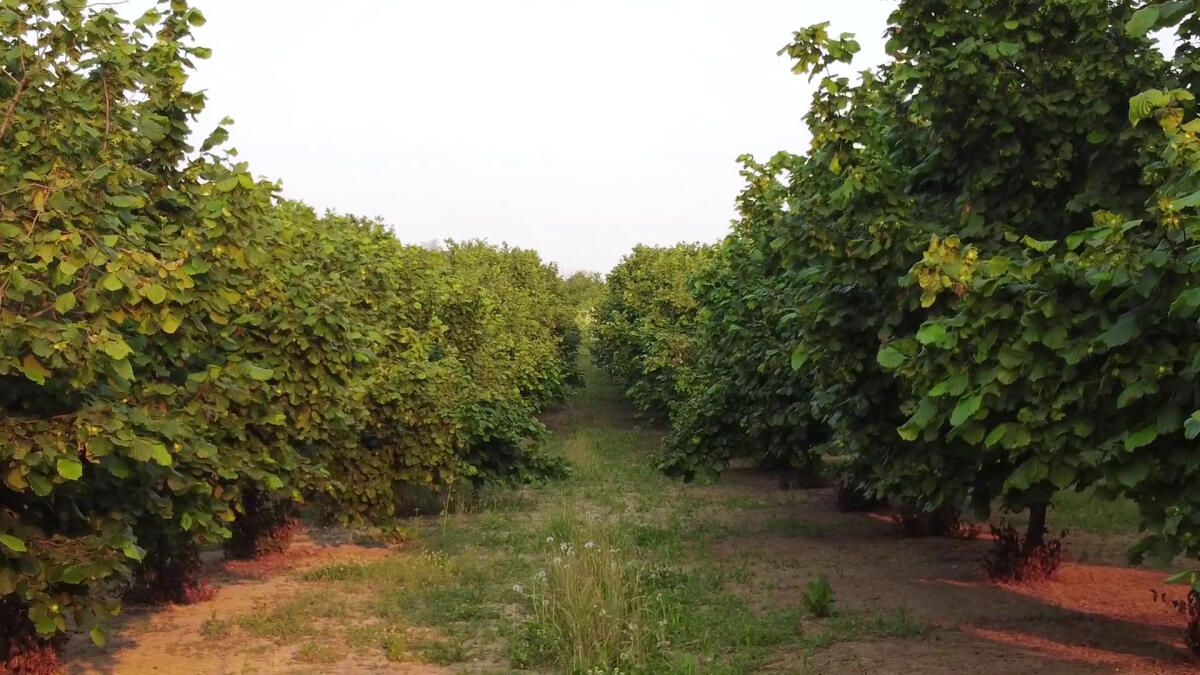 In calo le superfici agricole coltivate a ortofrutta - 