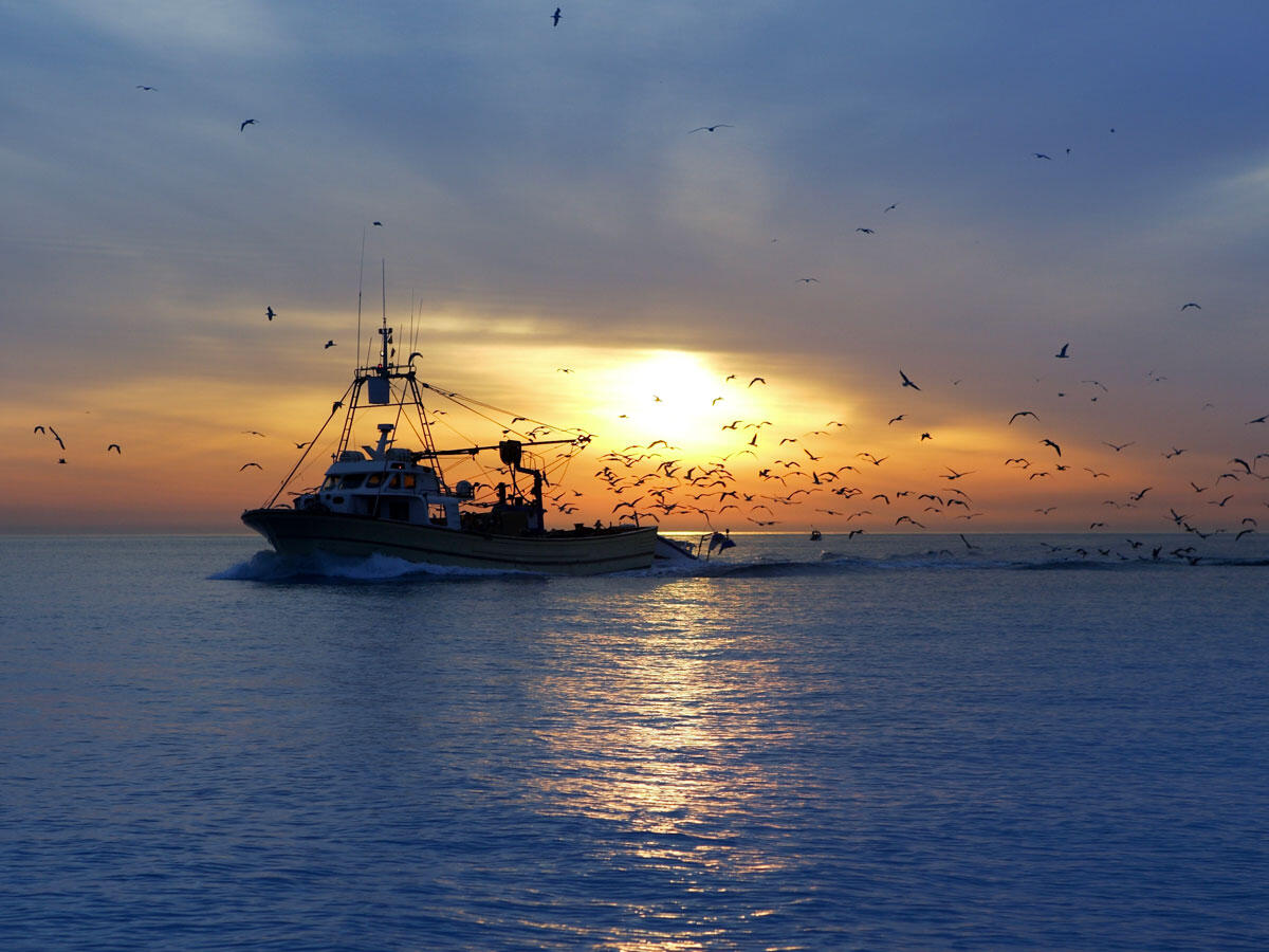 Calabria: via libera alla pesca sperimentale della sardella - 