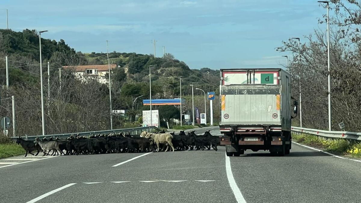 "Bastavittime106" chiede ai comuni di Cariati e Calopezzati la sospensione dei lavori sulla S.S.106 durante l'estate - 
