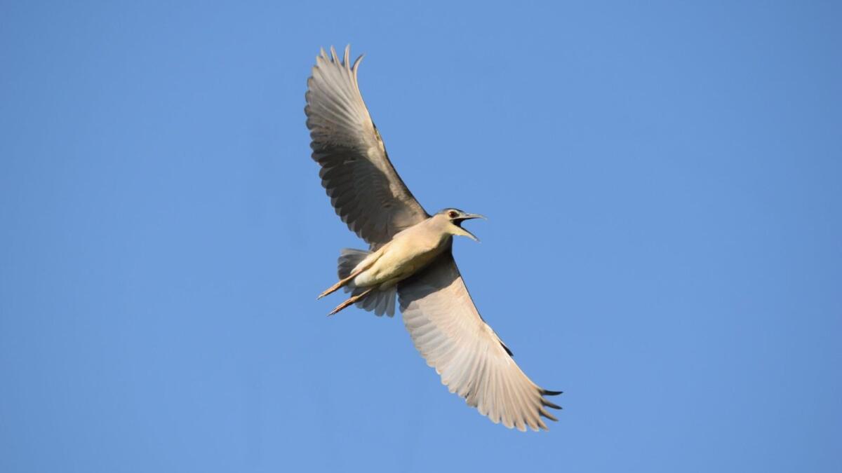 (Foto) Lo spettacolo della migrazione degli uccelli nel cielo crotonese, il Circolo Ibis: «Tuteliamo questi straordinari viaggiatori» - 