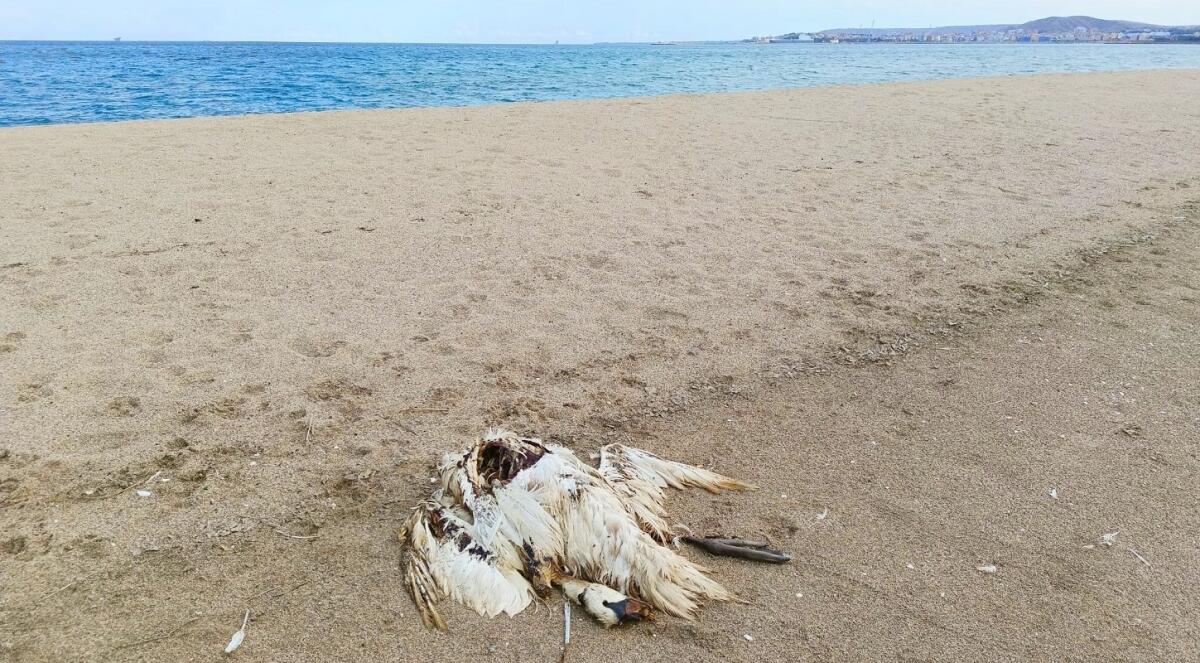 Il WWF e il Circolo Ibis alzano bandiera bianca: «Non più in grado di intervenire nel recupero di animali selvatici feriti o in difficoltà» - 