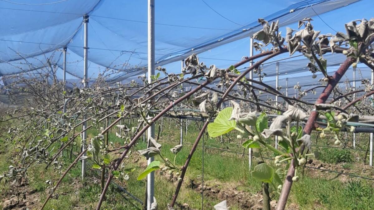 Gelate di marzo: danni ingenti all’agricoltura calabrese, urgente una gestione più efficace delle risorse idriche - 