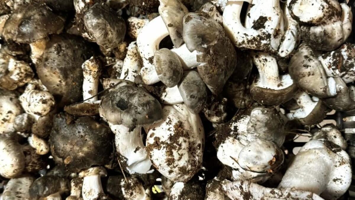 Un Morso al Sapore - I funghi marzuoli alla pizzaiola - 