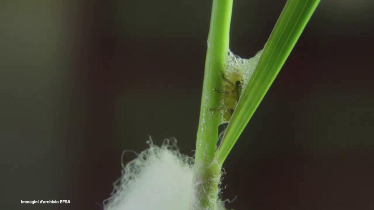 Efsa, sempre più piante colpite da Xylella - 