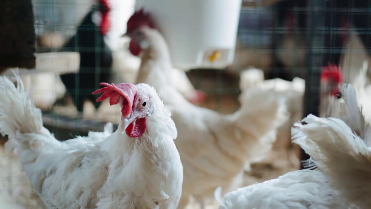 Aviaria, la FAO lancia un allarme per rafforzare la sicurezza - 