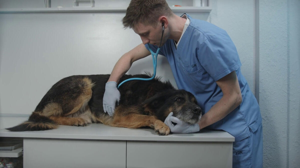 A Palermo un convegno sul welfare degli animali d'affezione - 