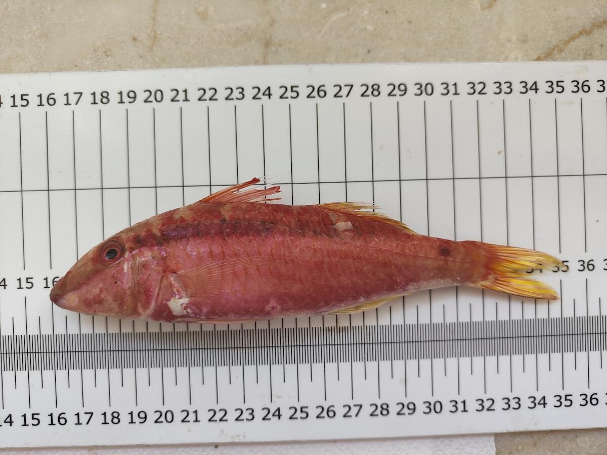 Un nuovo pesce alieno nel Mediterraneo - 