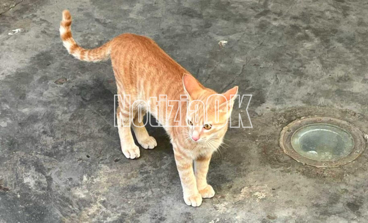 Crotone - Le colonie feline al centro di un incontro della III Commissione Consiliare - 