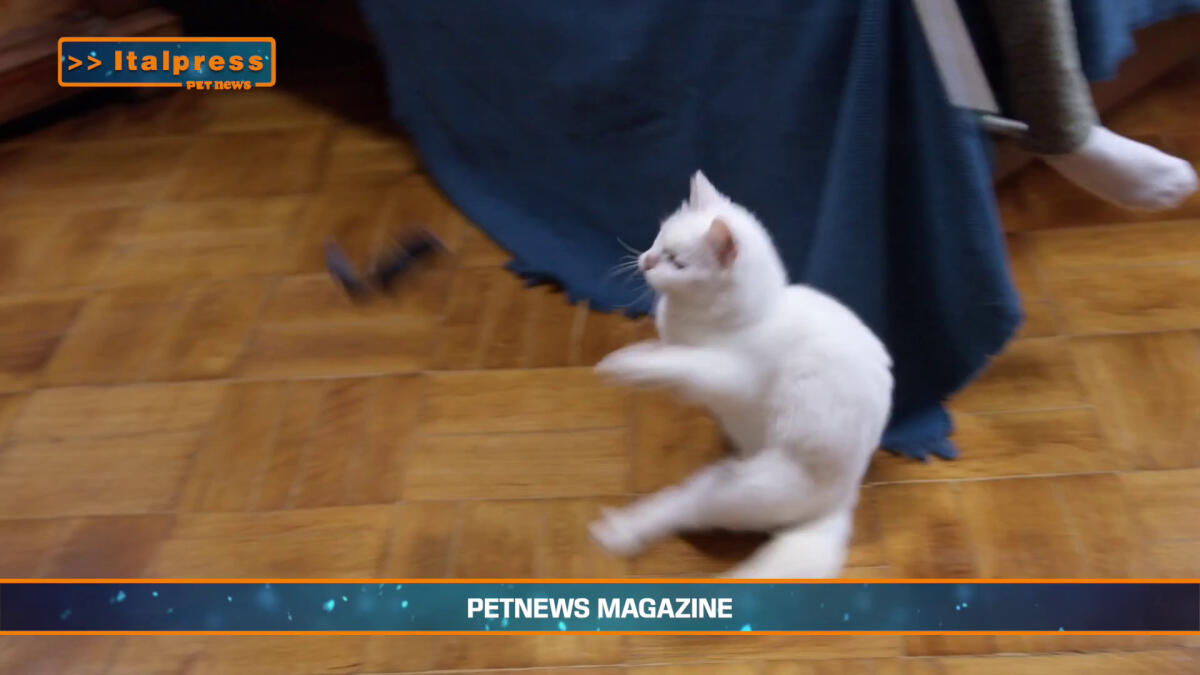 PetNews Magazine - 18/3/2025 - 