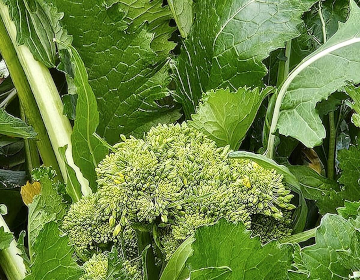Agricoltura Informata: al via nuovi incontri formativi sul broccolo di Bisignano - 