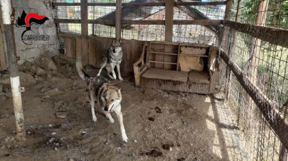 Caccuri, sequestrato un canile abusivo in condizioni di degrado - 
