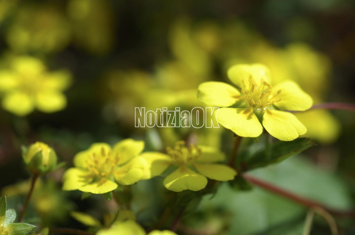 Euroflora: record a 3,3 miliardi per piante e fiori italiani - 