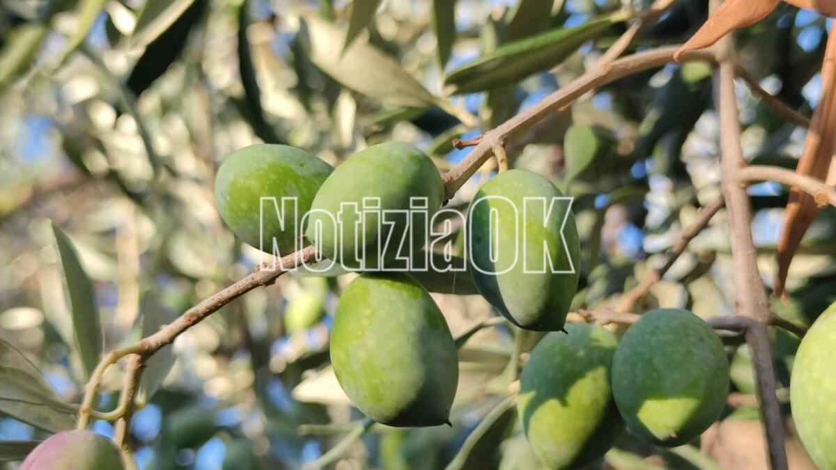 Lifestyle - Le olive cibo "antistress", ecco perché fa bene mangiarle - 