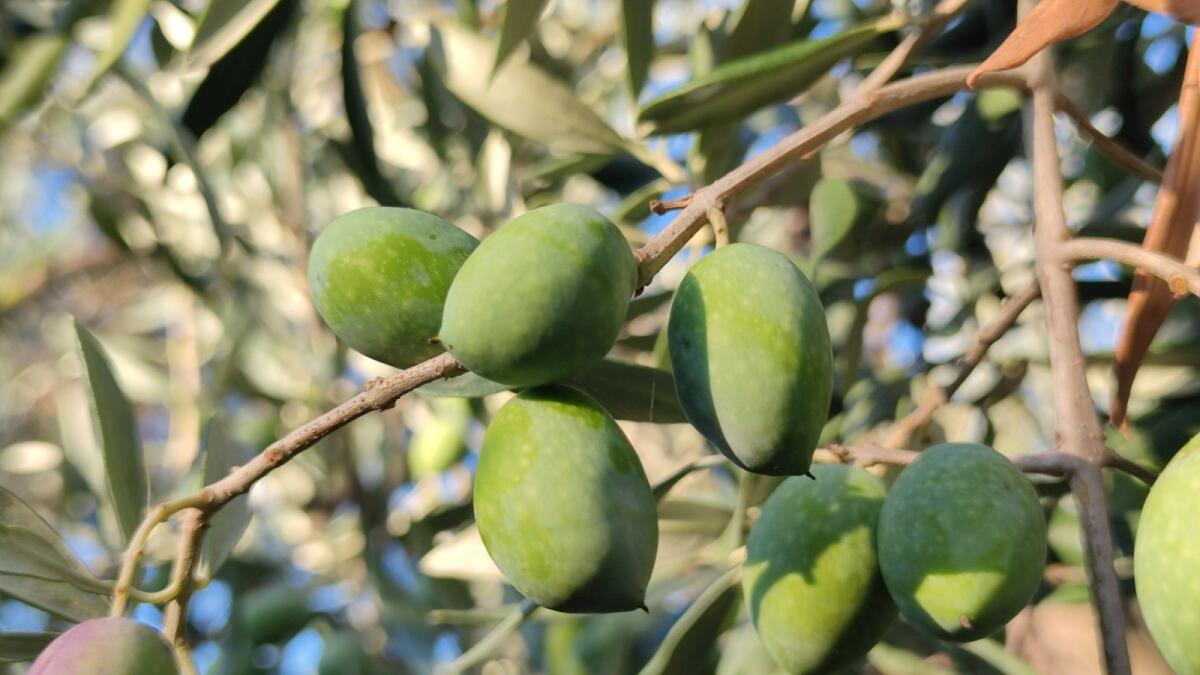 L'Olio di Calabria Igp si dota di sigillo di garanzia della Zecca dello Stato - 