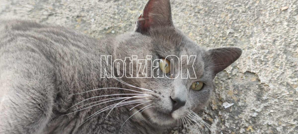 Giornata del gatto, quanti mici nelle case degli italiani - 