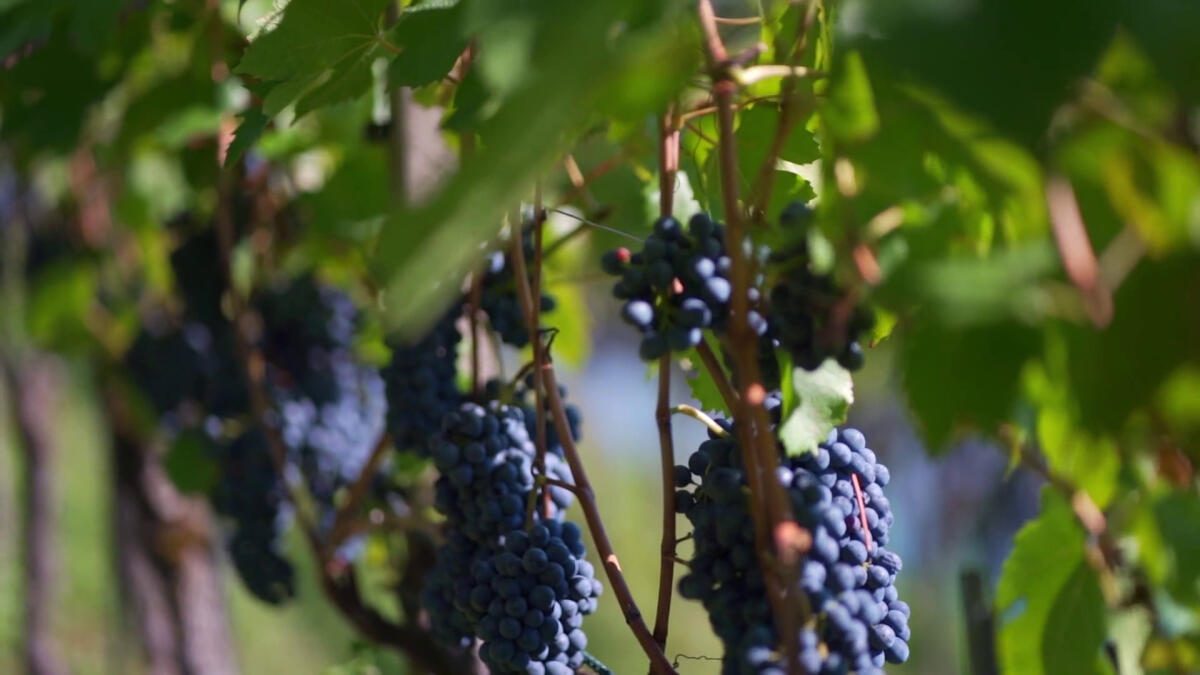 Vino, l’Ue lancia un piano di aiuti per il settore -