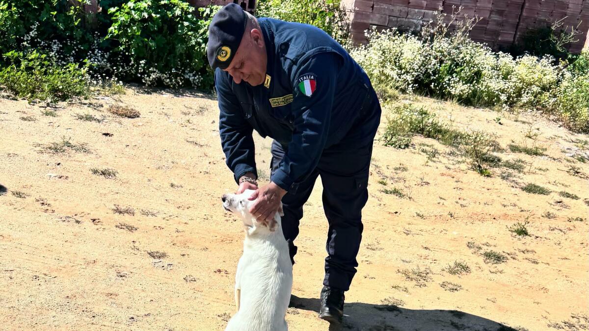 Controlli a Roccabernarda: sanzioni per cani non registrati e rilievi su discariche abusive - 