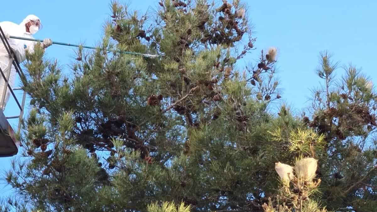 Catanzaro - Ordinanza per proprietari e conduttori aree verdi a fine prevenzione rischi processionaria - 
