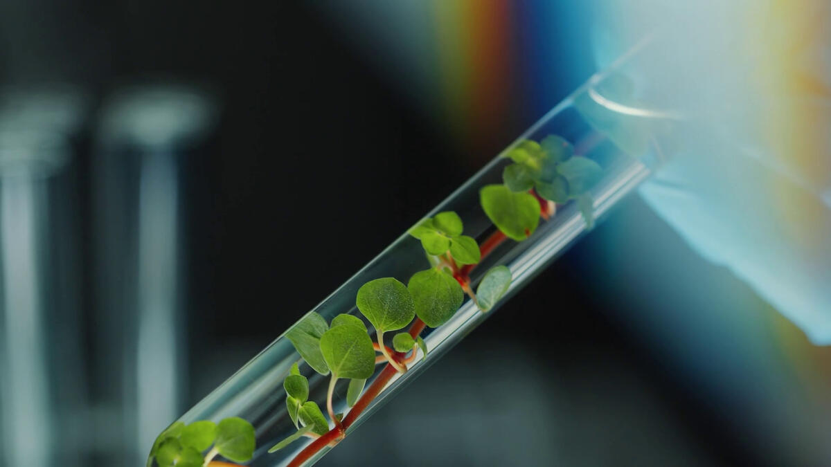 Le microplastiche penetrano con facilità nelle foglie -