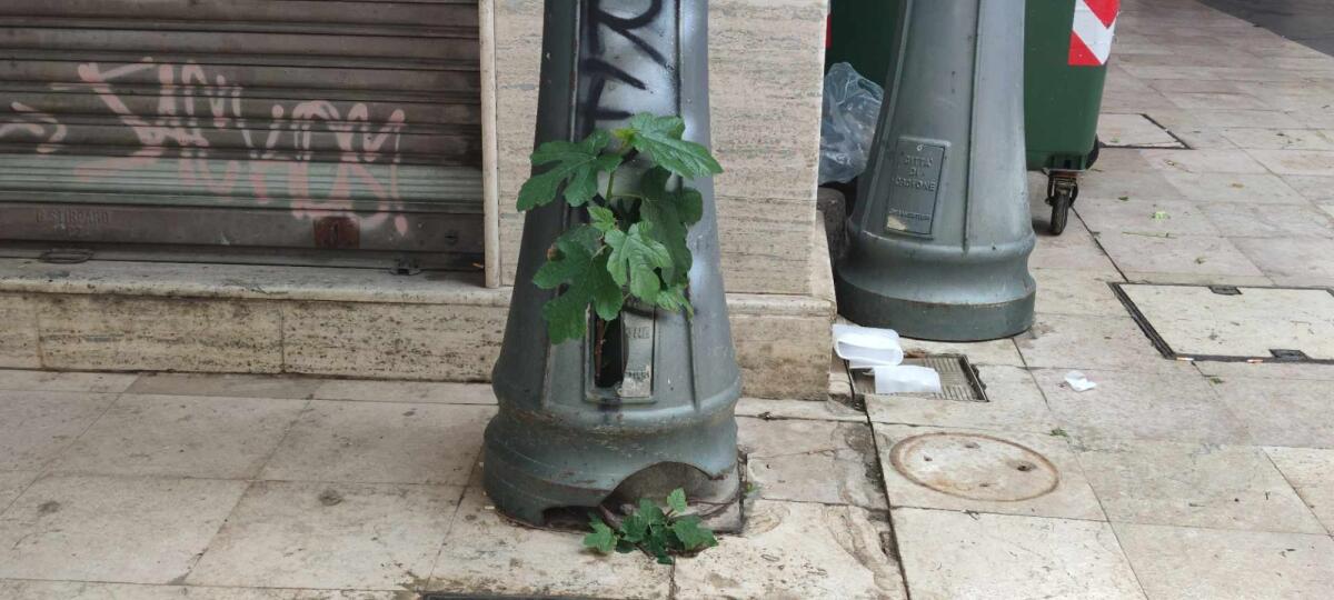 Nei quartieri di Crotone - Piazza Mercato, quale futuro? -