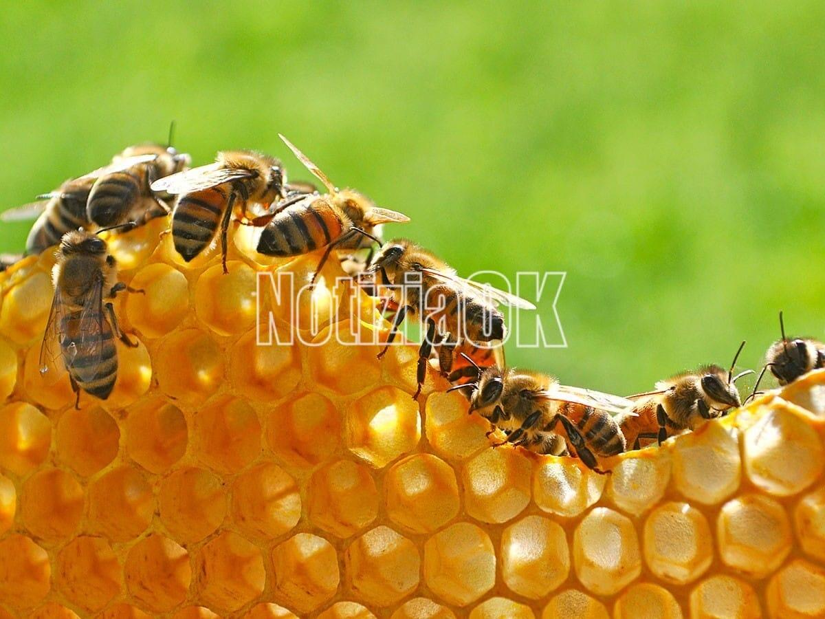 Lifestyle - Erbe e rimedi naturali contro le punture di insetto -