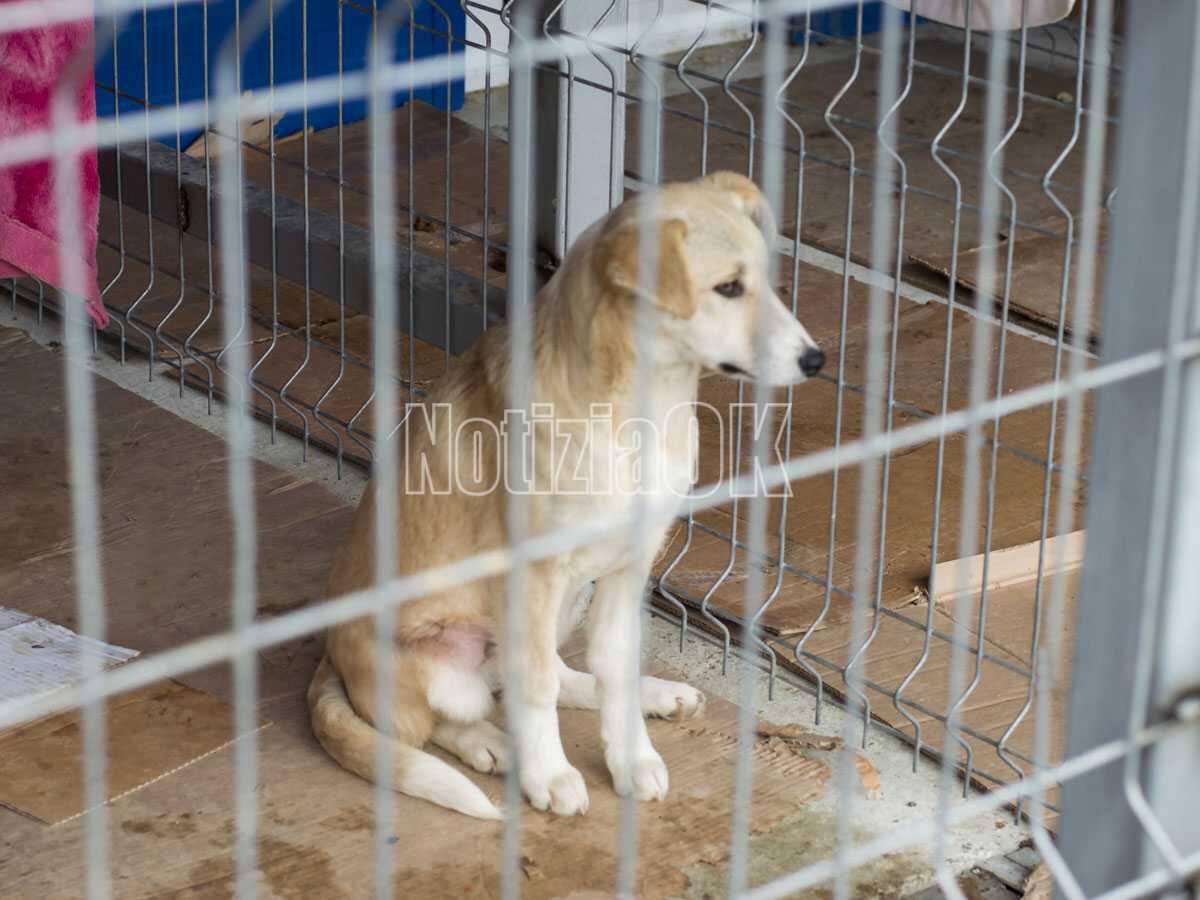 Crotone, AIDAA propone alla Regione Calabria una rete di santuari per cani randagi - 