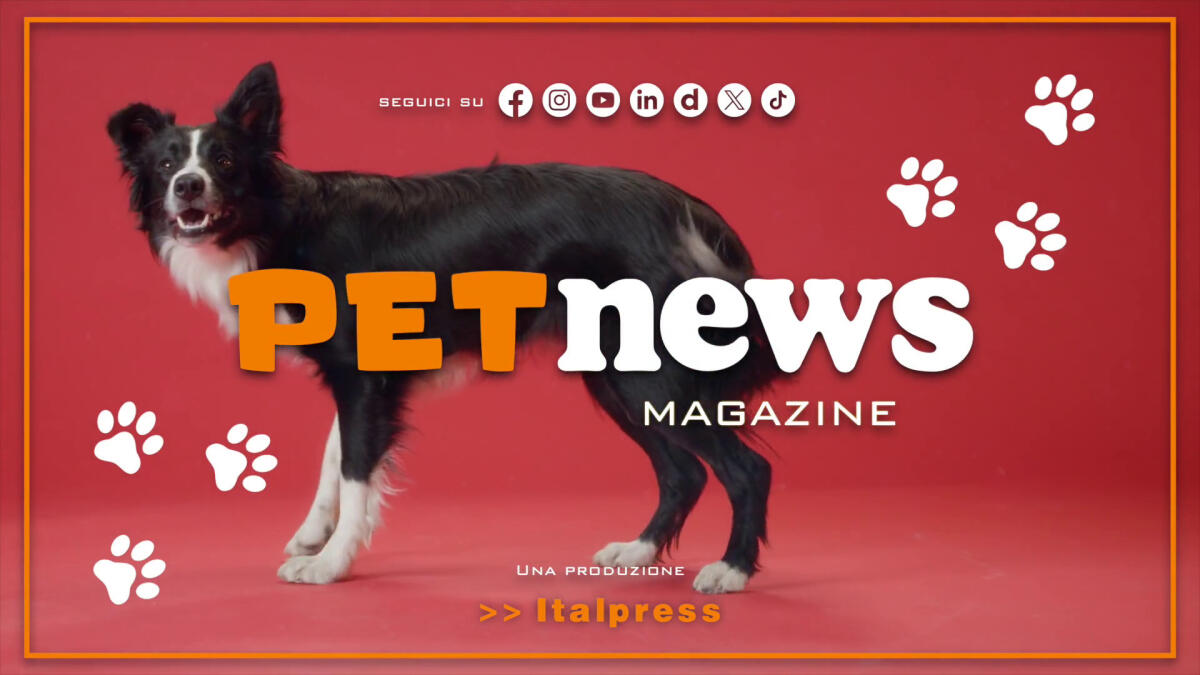 PetNews Magazine - 8/4/2025 -