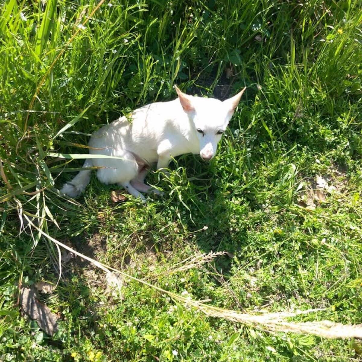 Crucoli, due dipendenti comunali traggono in salvo una cagnolina sulla Strada Provinciale - 