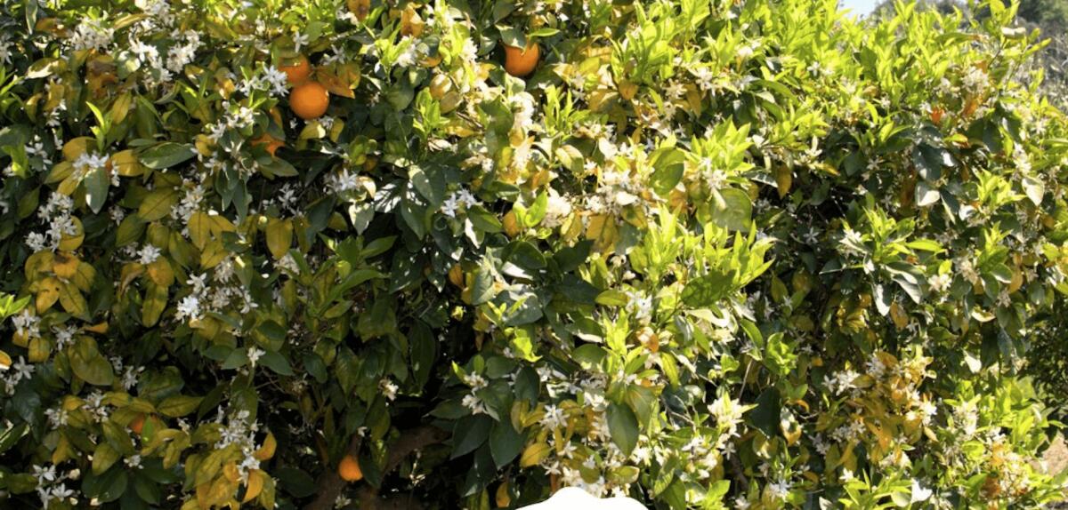Si ritorna sul Cammino della Magna Grecia: è la volta del sentiero della zagara - 