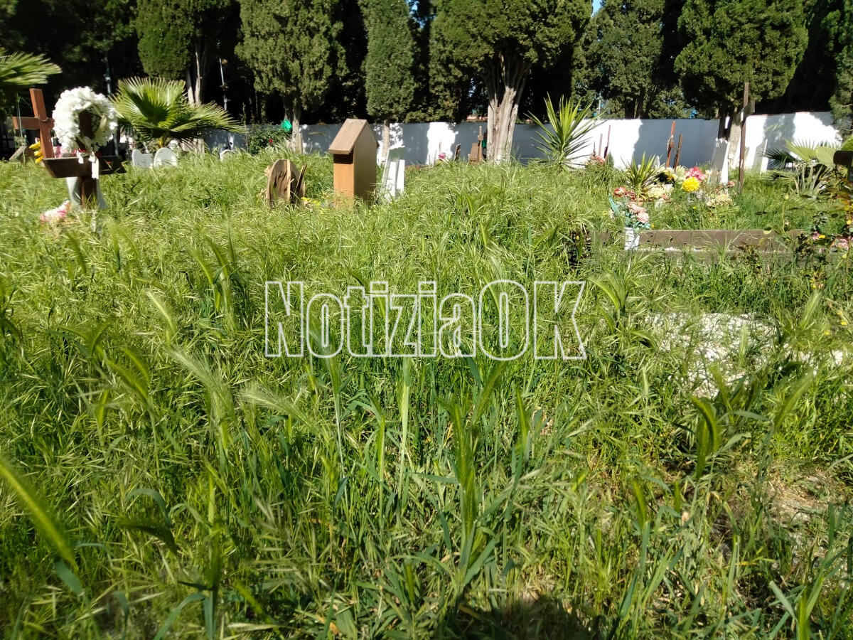 Crotone - Degrado al cimitero cittadino, tombe sommerse dall’erba alta - 