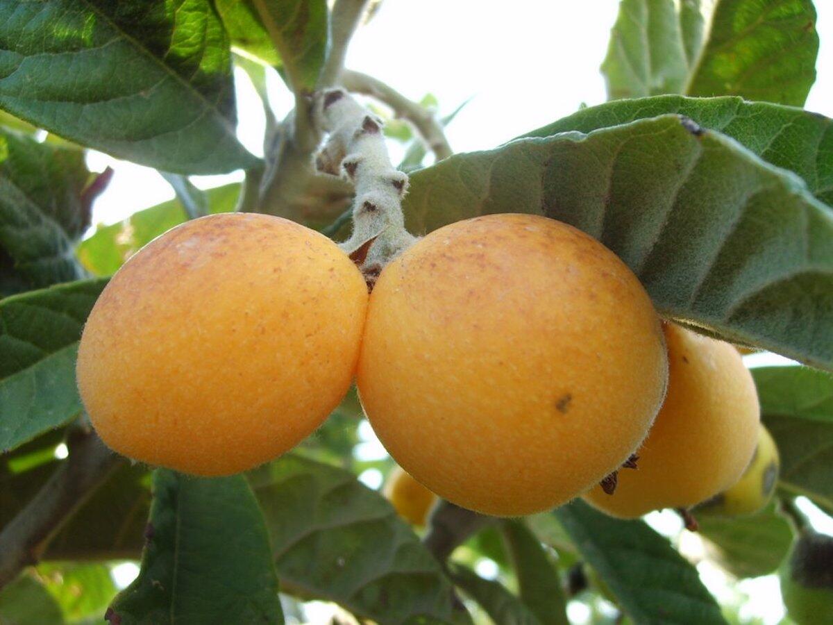 Lifestyle - Le nespole arrivano sulle nostre tavole, toccasana anche per la bellezza - 