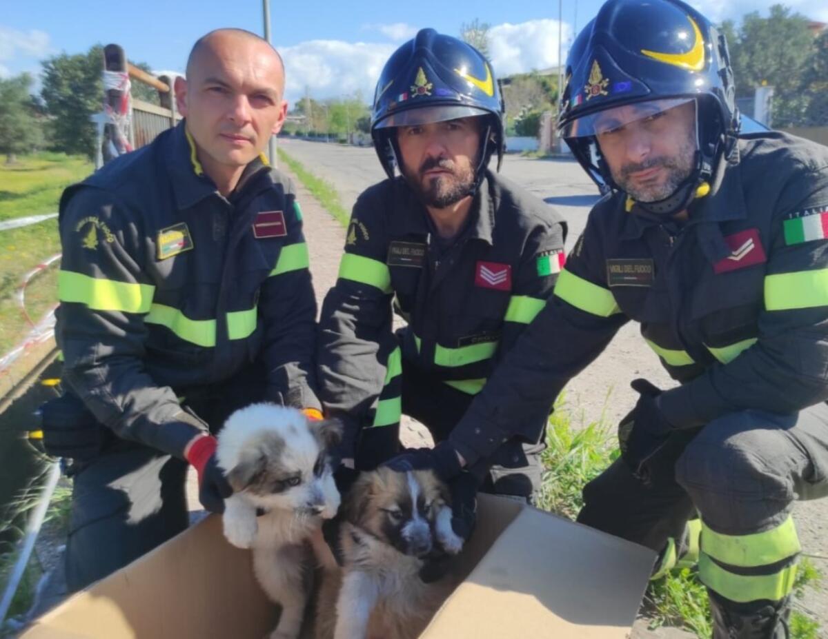 Isola di Capo Rizzuto, i Vigili del Fuoco salvano due cuccioli di cane caduti in un canalone di scolo - 