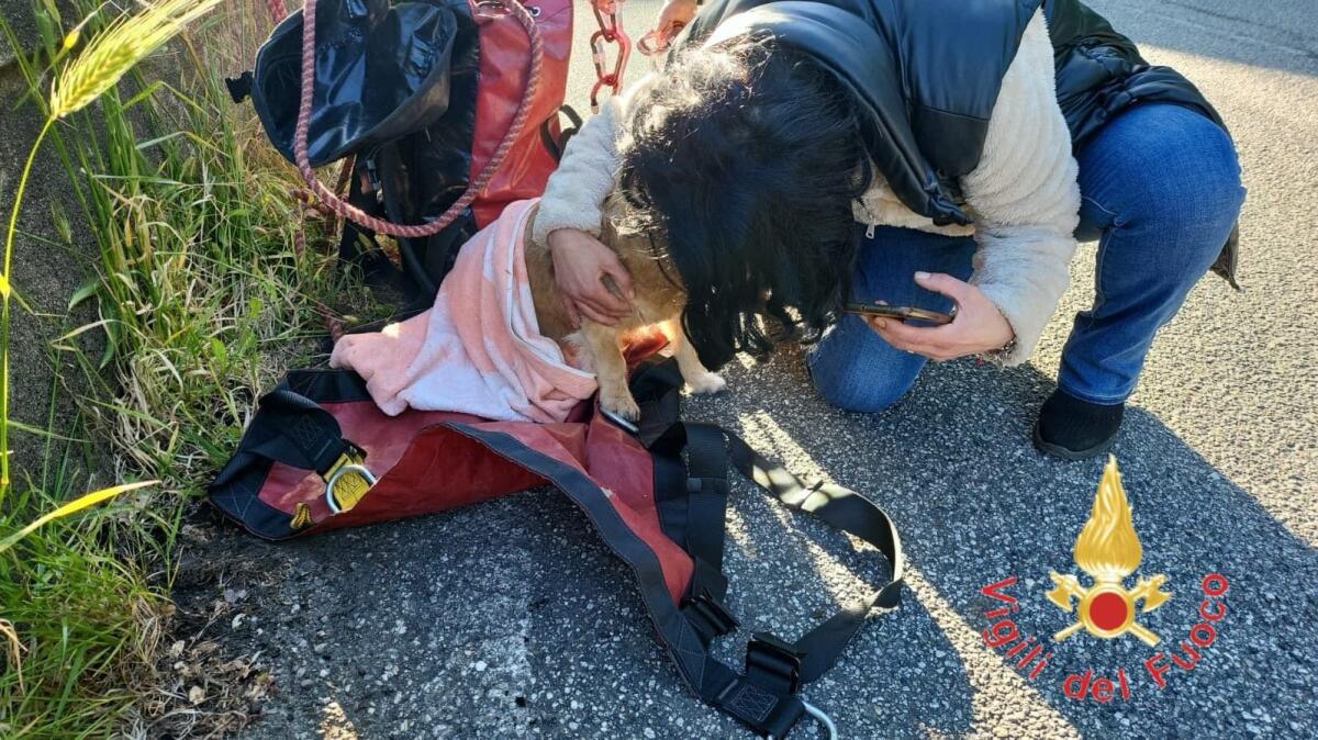 Salvataggio animale: i Vigili del Fuoco recuperano un cane caduto in una scarpata - 