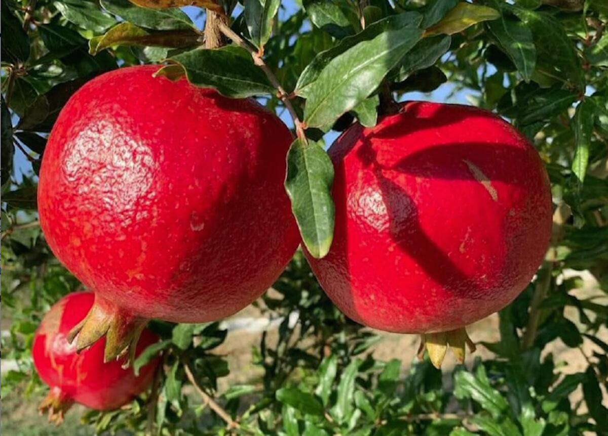 A San Nicola Arcella un melograno per la prevenzione oncologica -