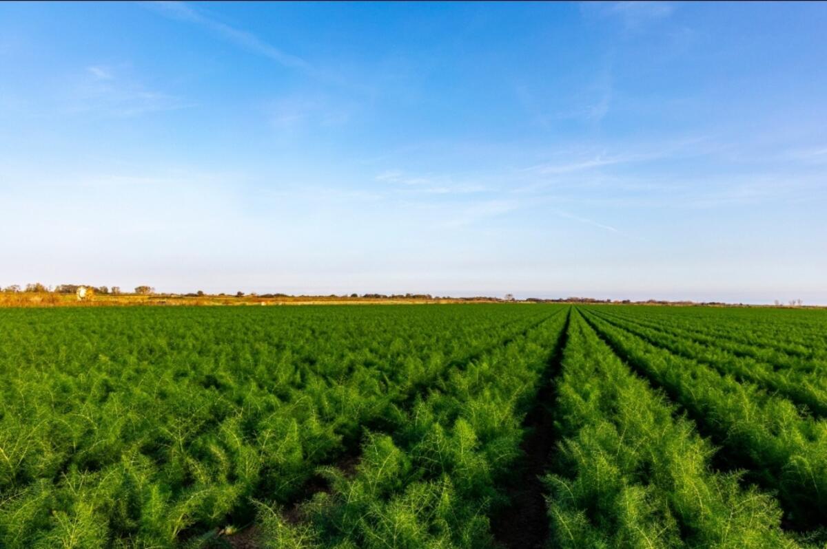 Il Finocchio di Isola Capo Rizzuto IGP protagonista al Macfrut 2025 - 