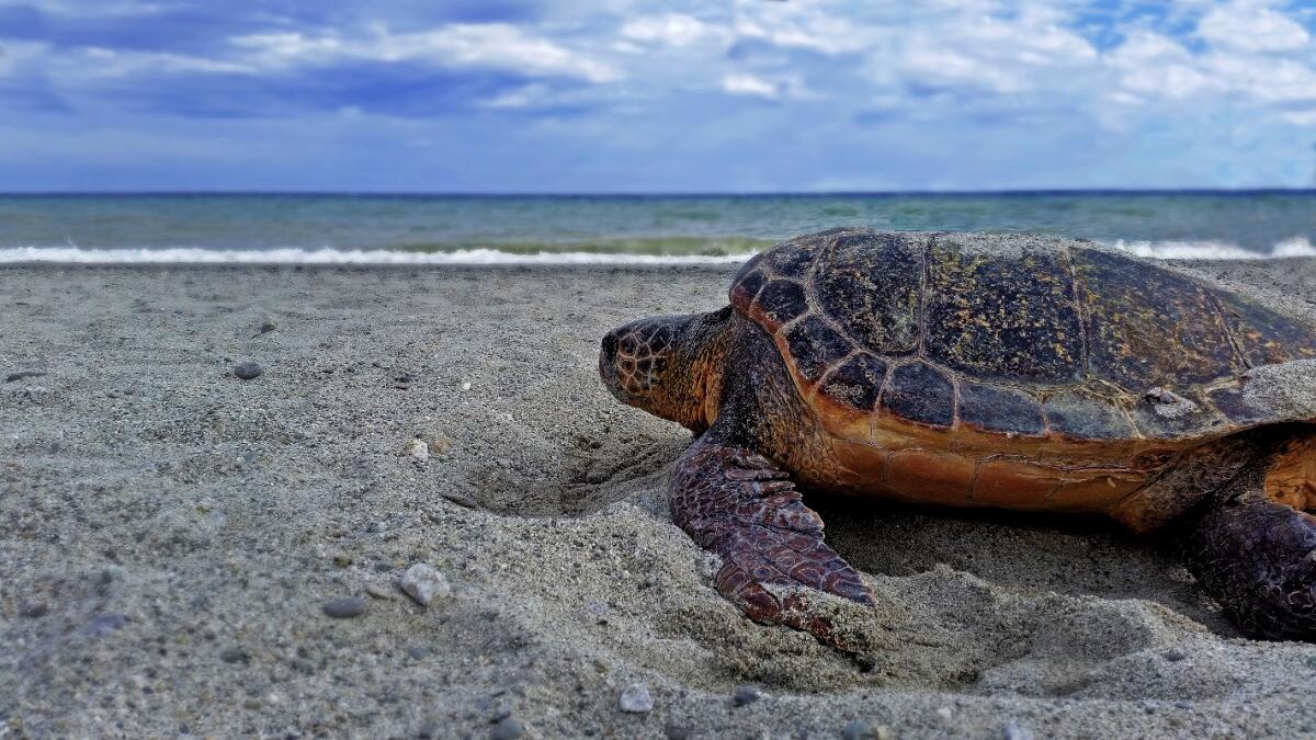 Crotone - Salvata, curata, liberata. La tartaruga Angelica torna in mare - 