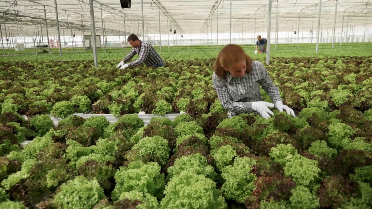 Agroalimentare, performance economica stabile nel IV trimestre 2024 -