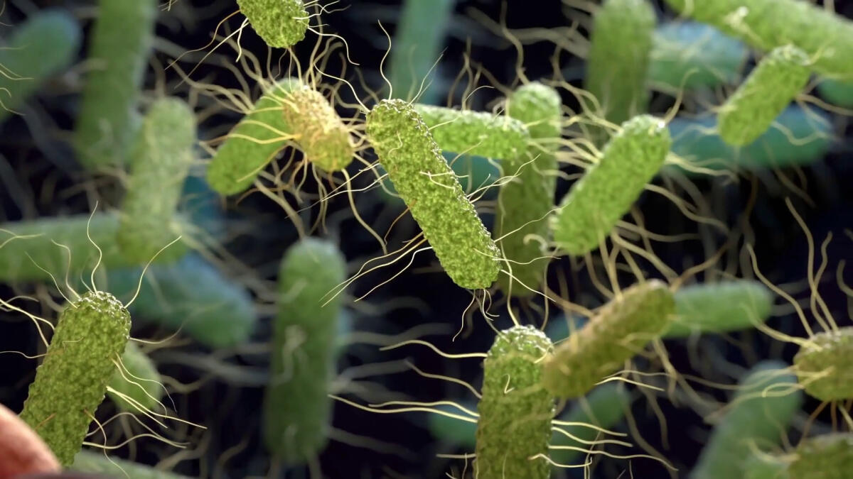 Un batterio intestinale contro obesità e diabete - 
