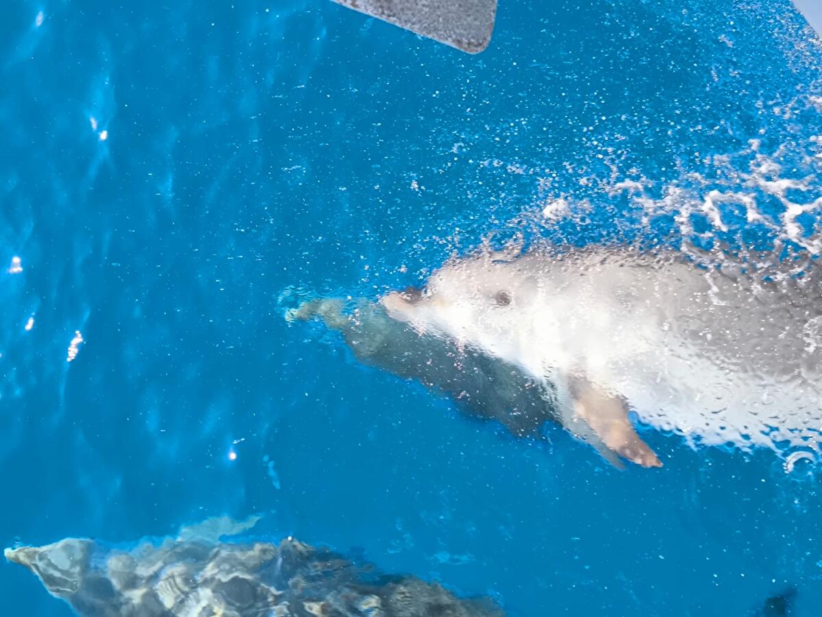 Giovani delfini nel Mar Ionio: speranza per l’ecosistema mediterraneo - 