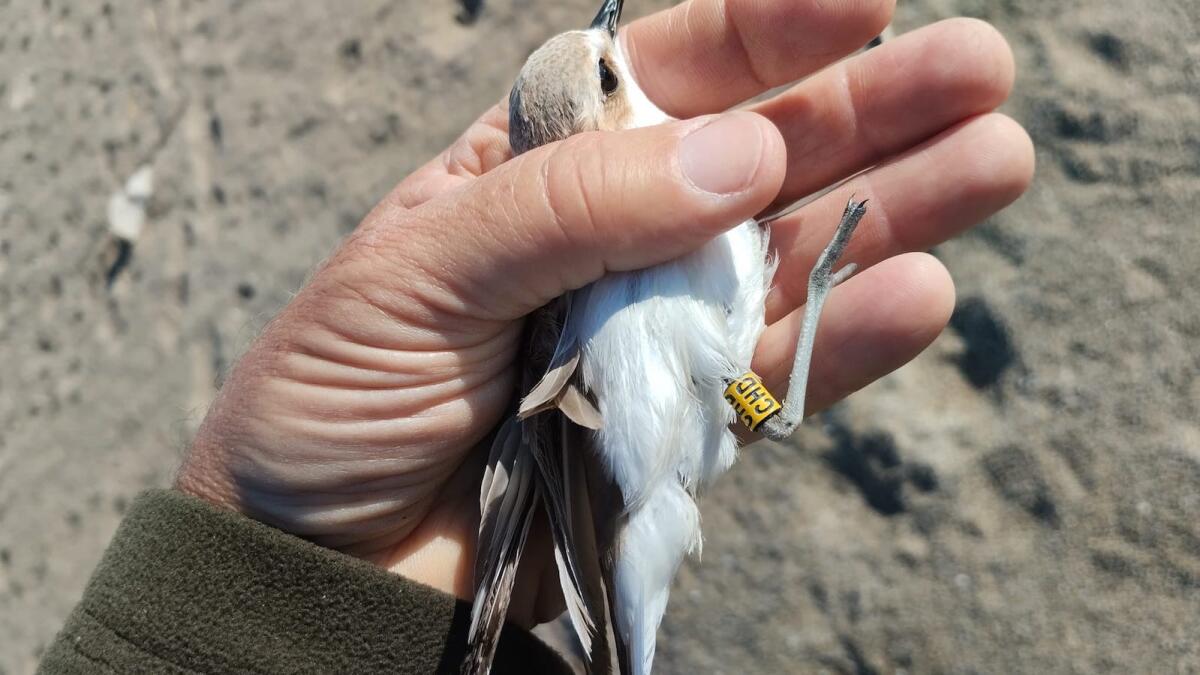 Crotone - Dalla spiaggia di Punta Alice parte la difesa del Fratino: primo inanellamento scientifico in Calabria - 