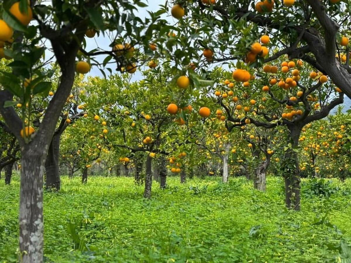 Otto produttori insieme per salvare dall'abbandono i terreni dove l'agrume ha preso il posto della vite - 